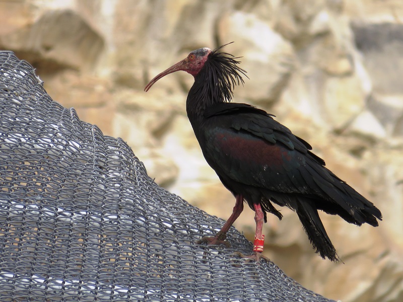 Kelaynak